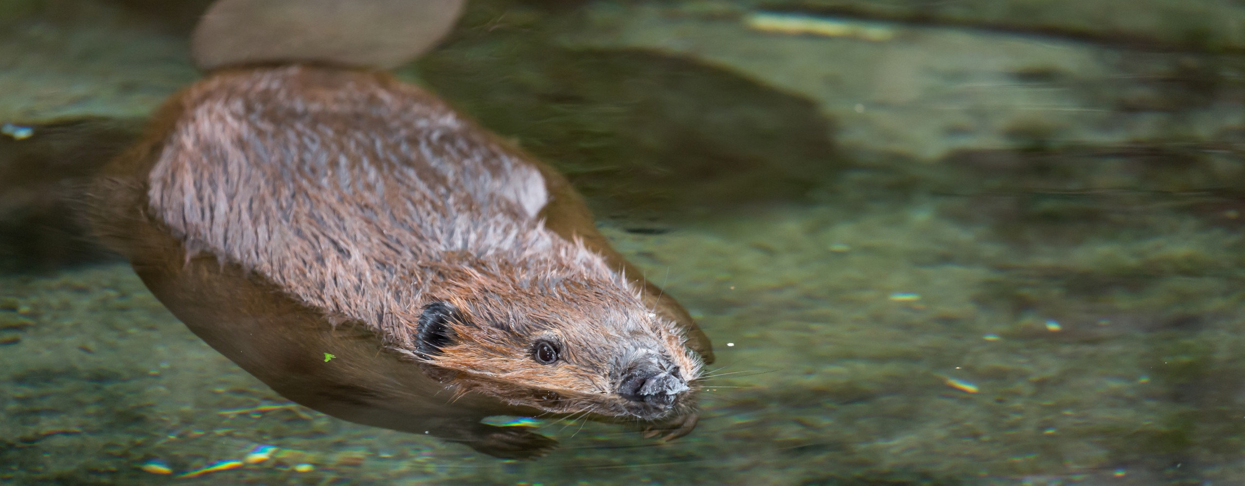 visit montreal biodome