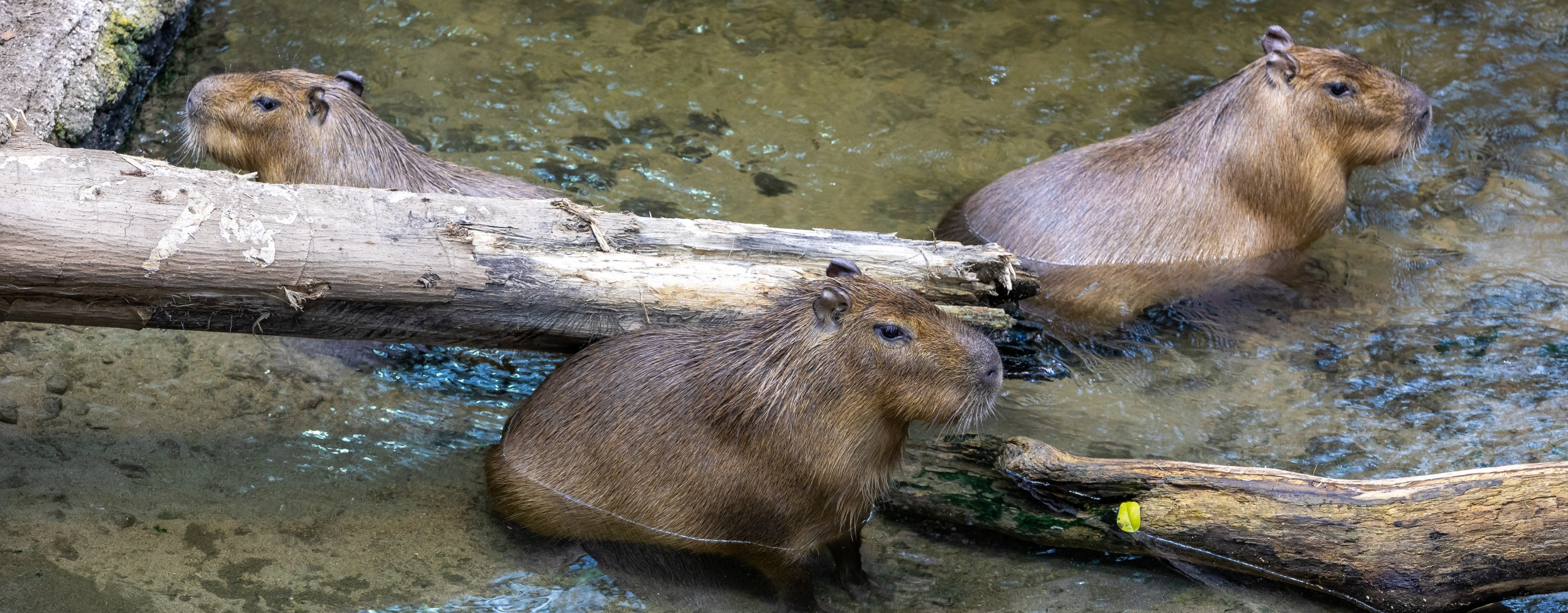 Loutre de rivière  Espace pour la vie